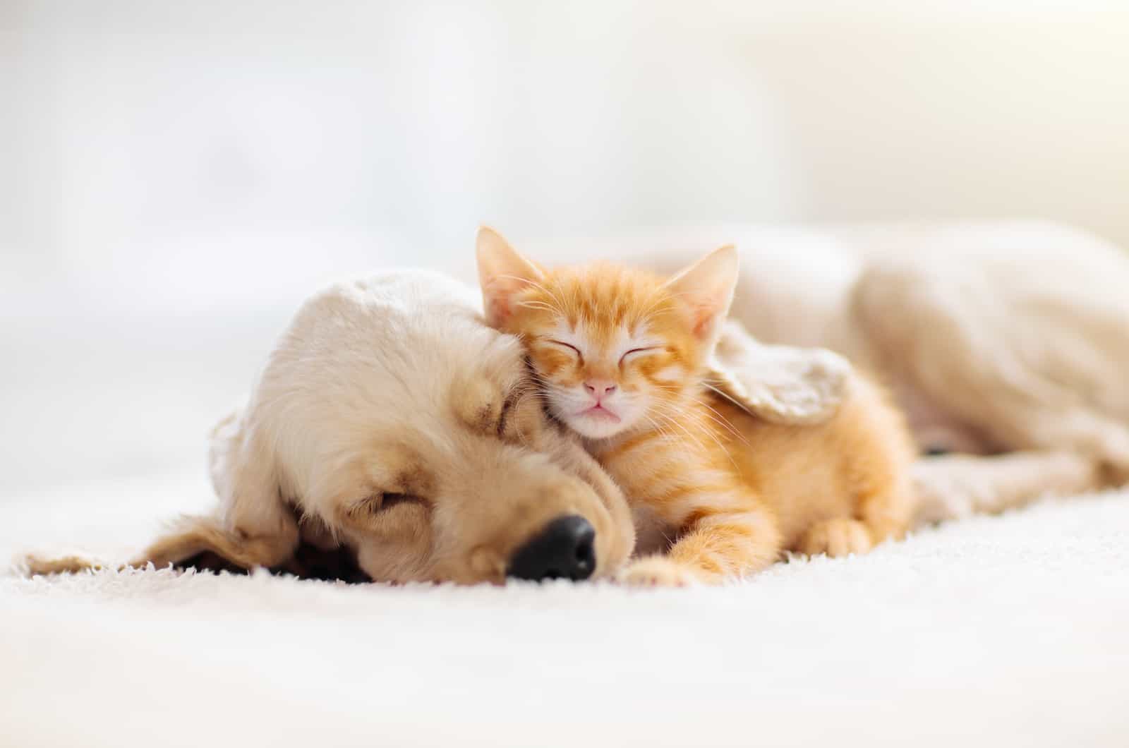 gato y perro acurrucados