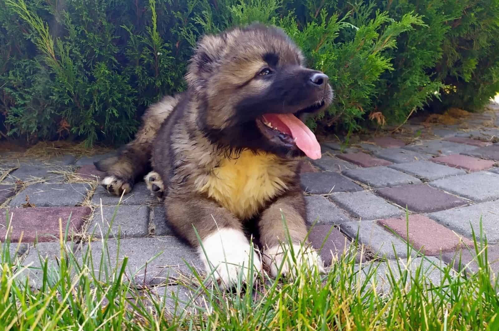 cachorro de perro pastor caucásico lindo en el patio