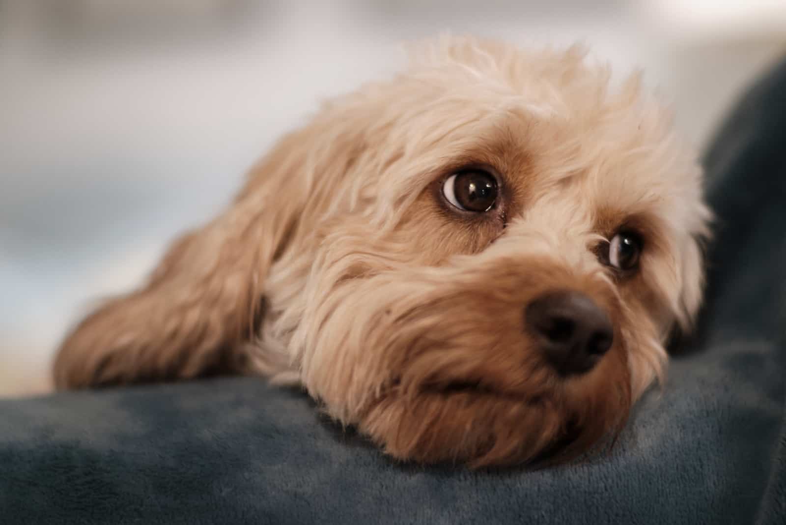 lindo cachorro de cavapoo con ojos dulces
