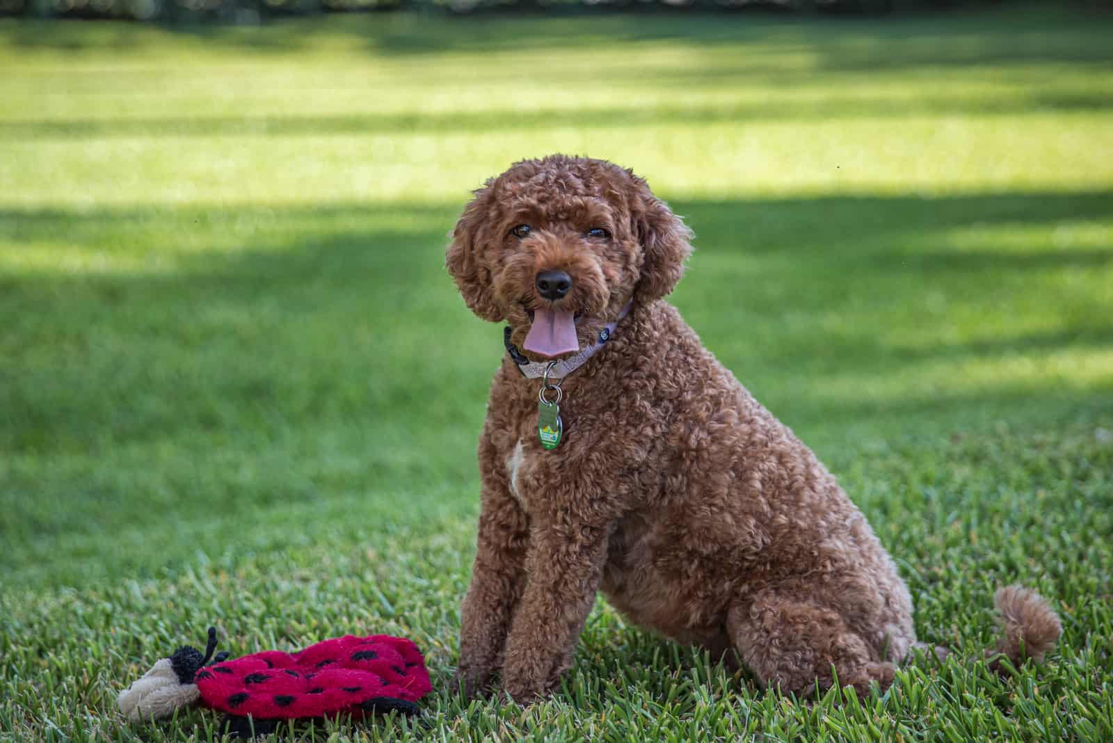 cavapoo lindo sentado en el césped