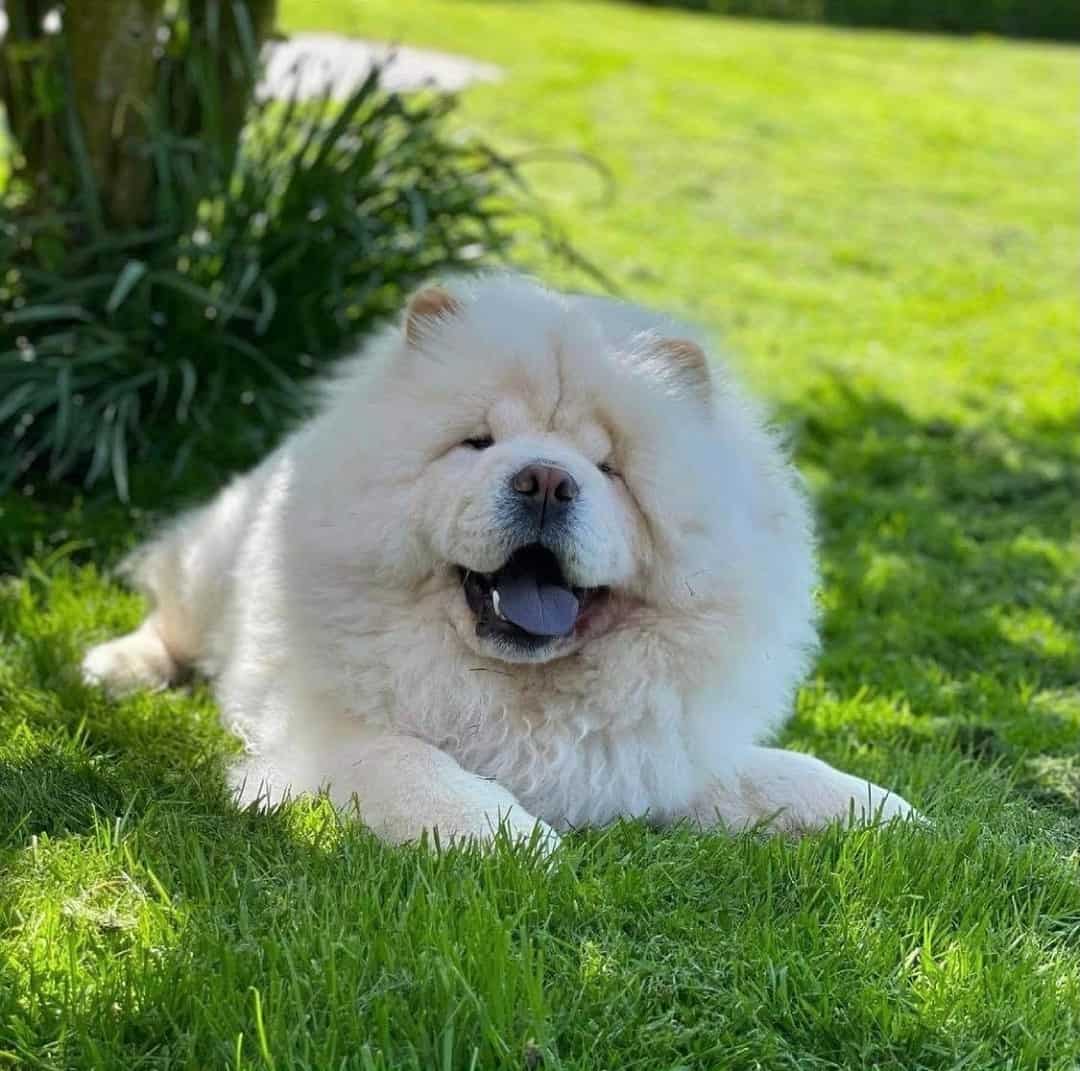 perro chow chow lindo acostado en la hierba