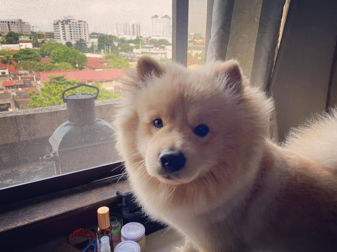 lindo perro chowmanian