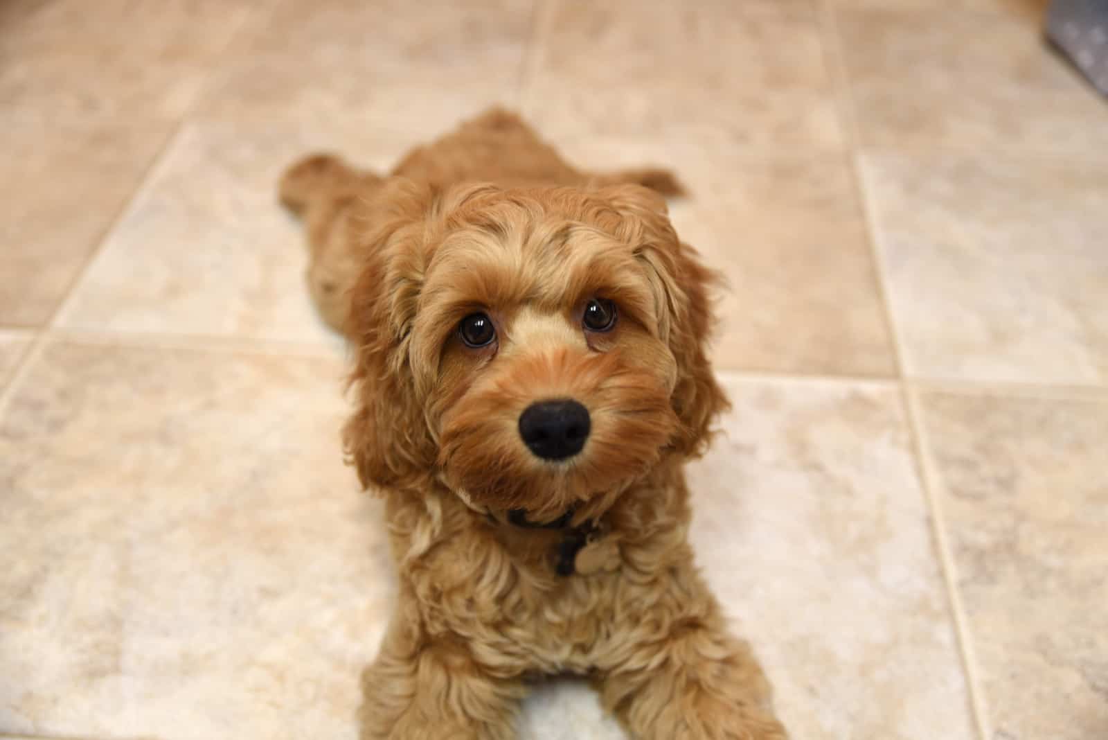 lindo perro cockapoo relajándose en el suelo