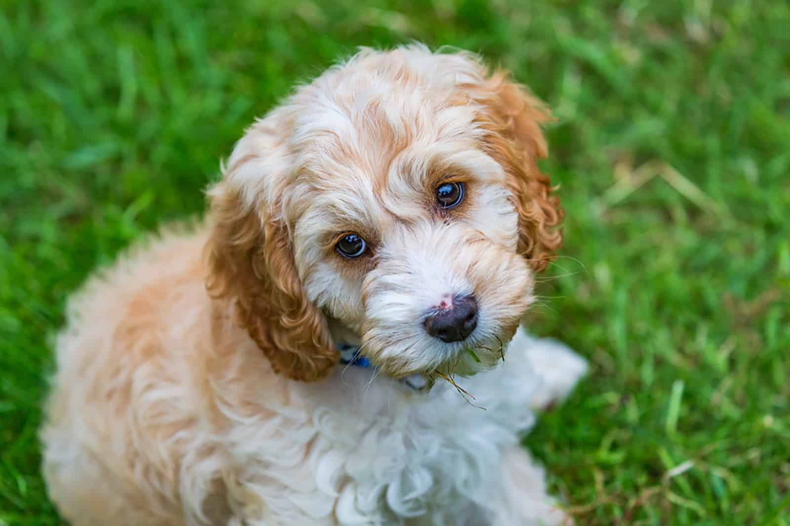 cachorro cockapoo encantador sentado en el césped