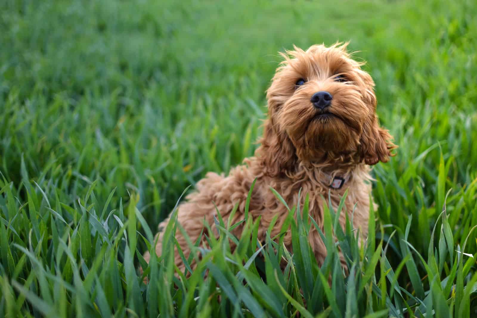 lindo cachorro de cockapoo en el césped