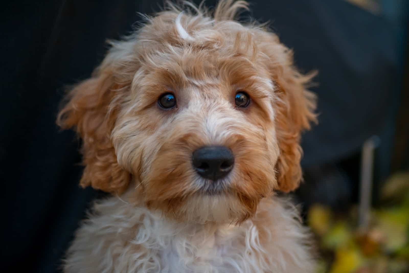 lindo cachorro cockapoo mirando hacia la cámara