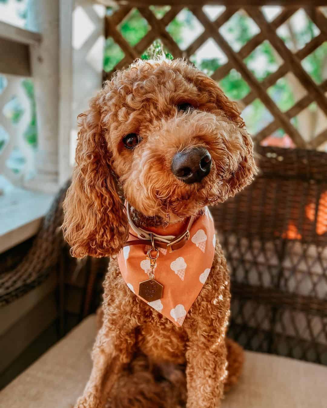 cachorro de cockapoo lindo