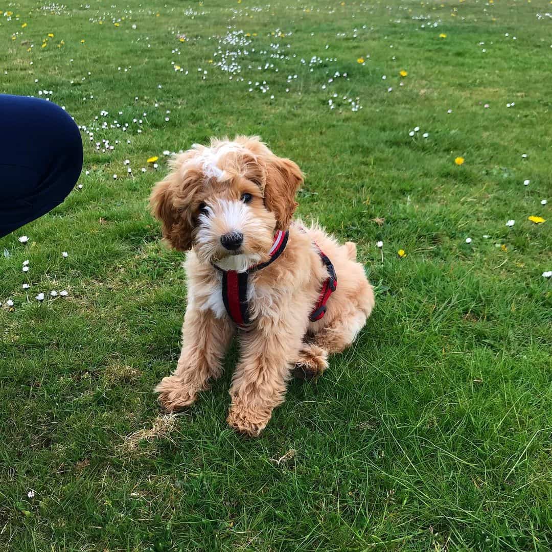 cockapoo lindo durante el entrenamiento
