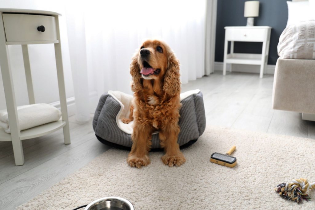 cócker spaniel lindo sentado en el suelo con un cepillo al lado
