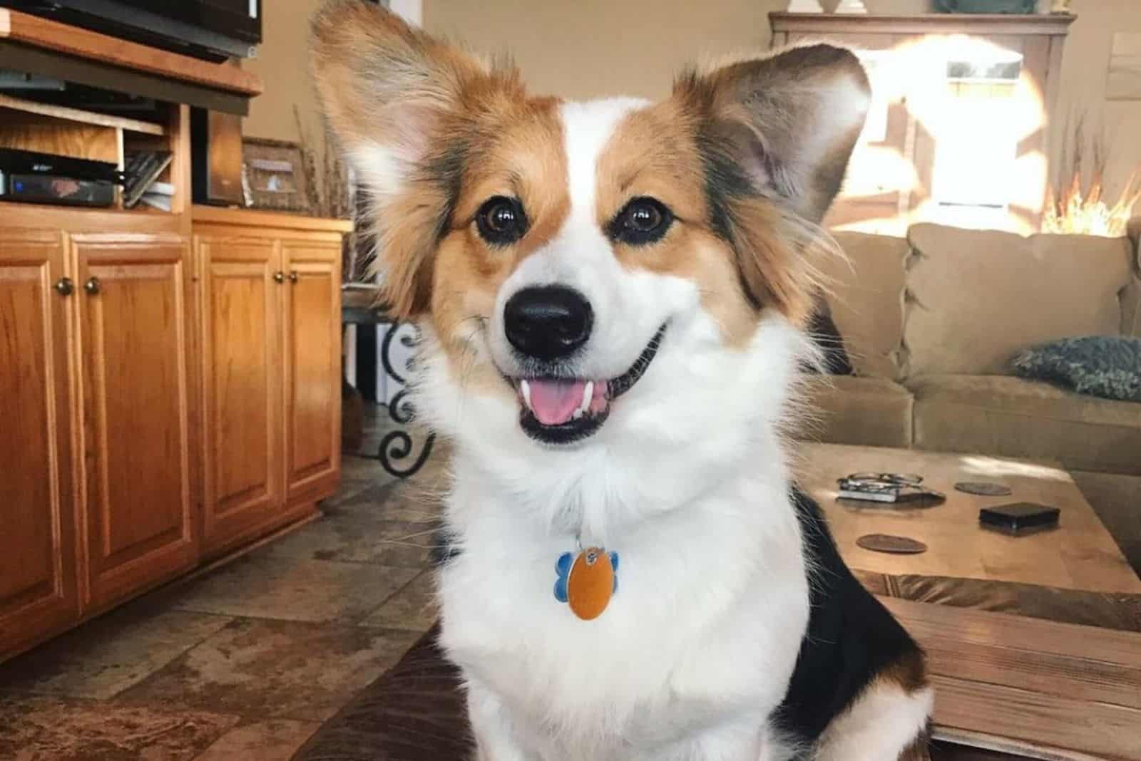 Perro mezcla de Corgi y Pastor Australiano dentro de la sala