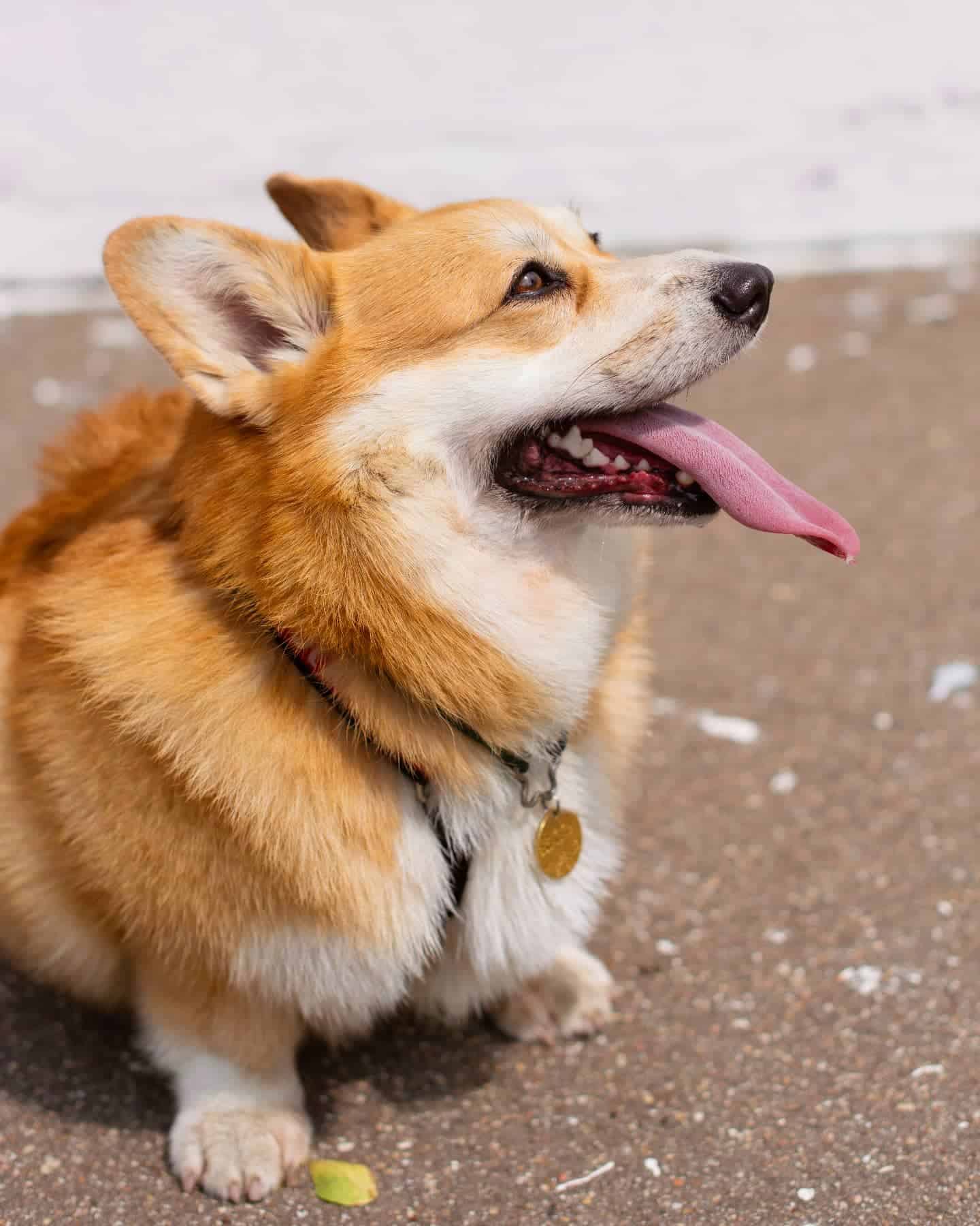 lindo corgi sentado al aire libre