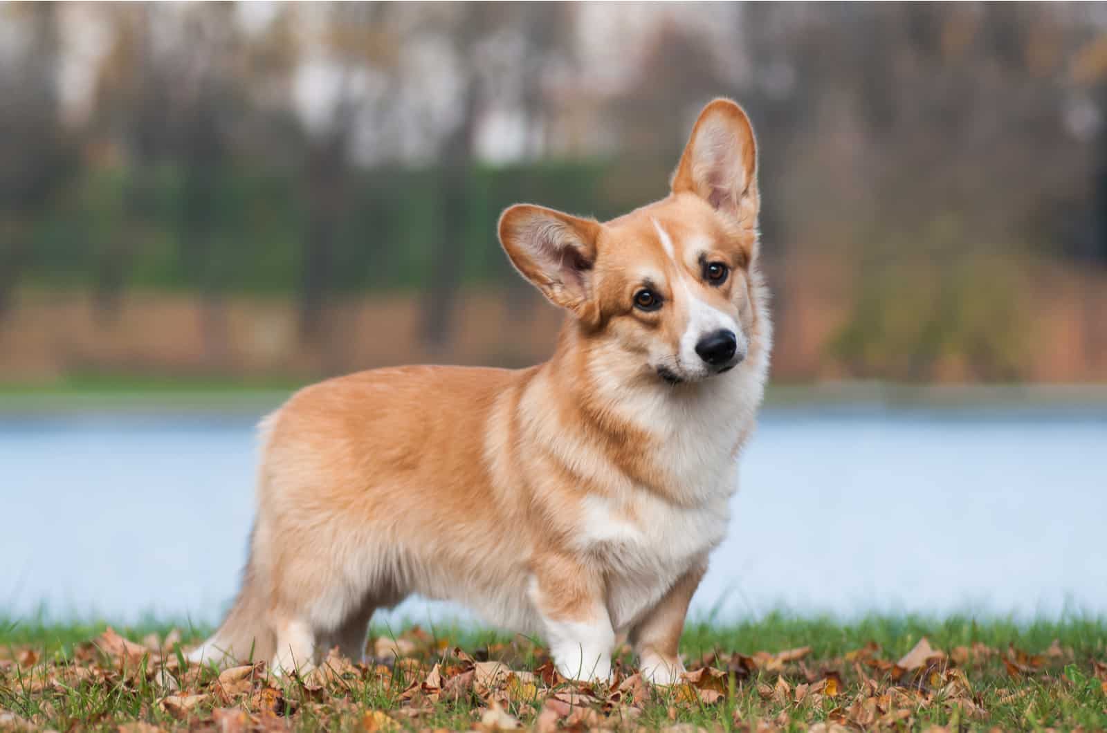 adorable corgi en la naturaleza