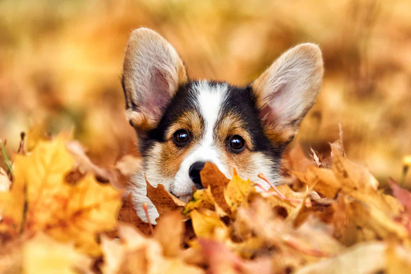 cachorro de corgi lindo cubierto con hojas de otoño