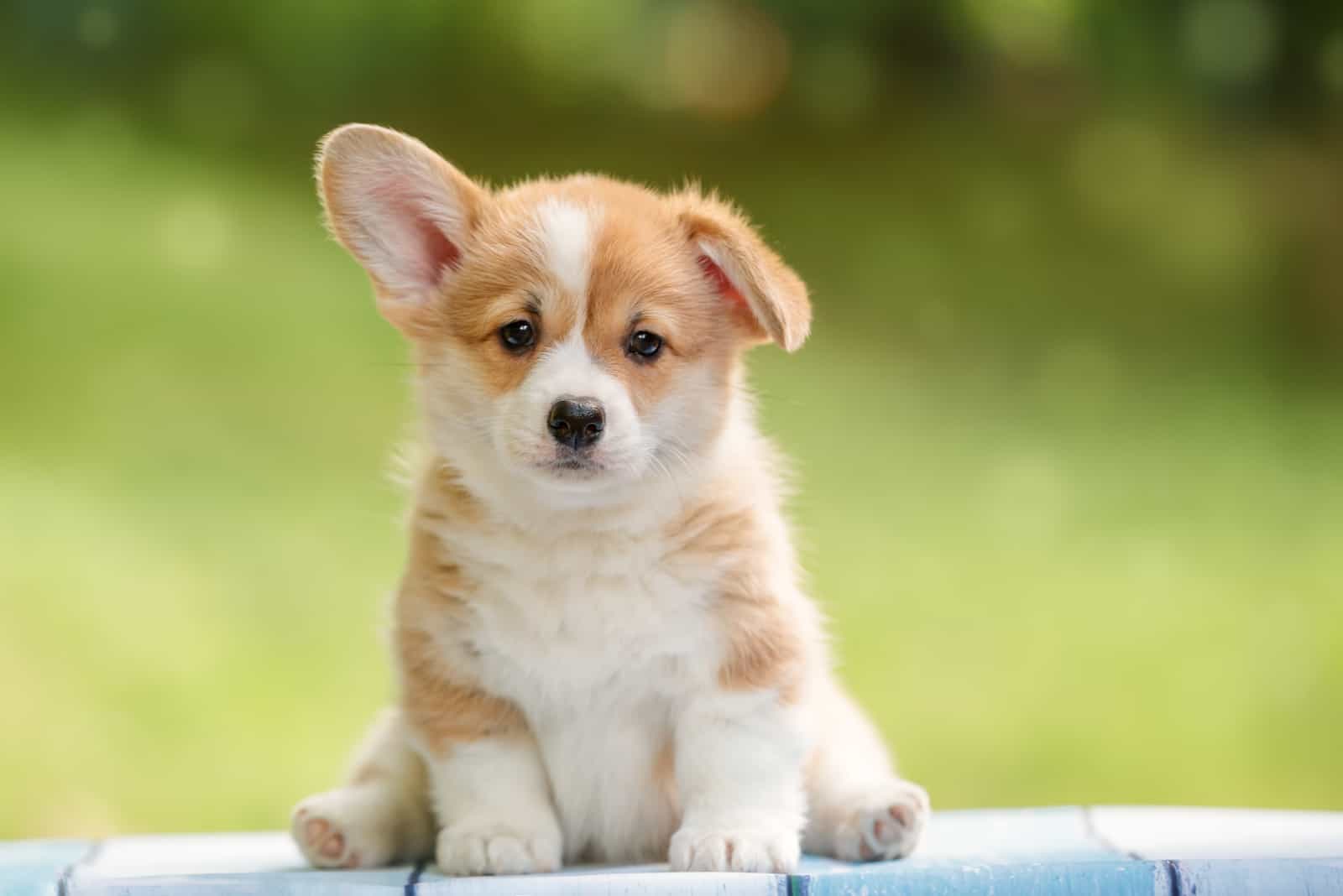 lindo cachorro de corgi sentado afuera