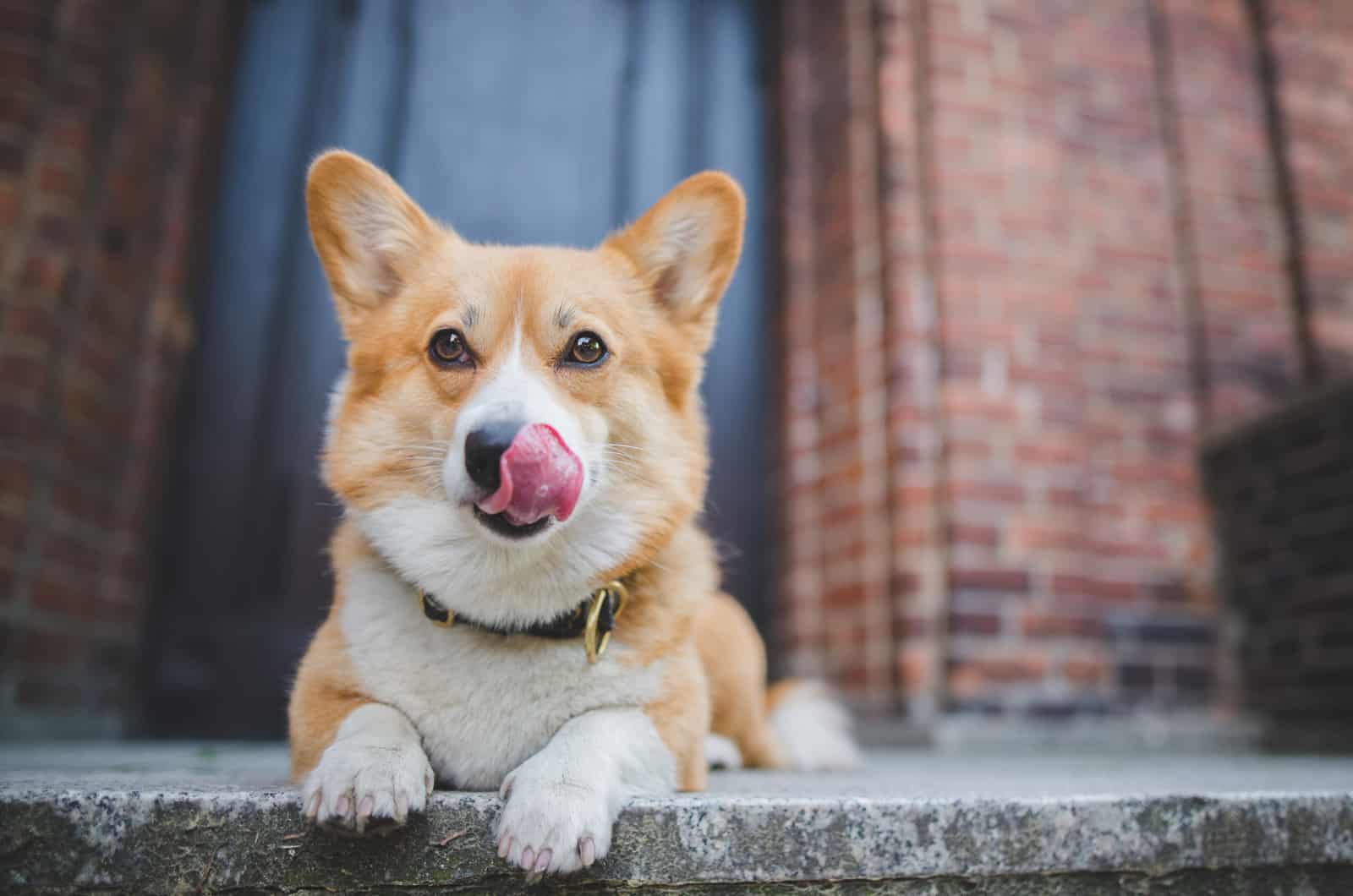 corgi adorable sentado