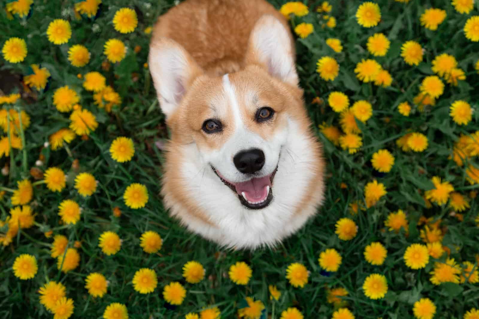 corgi lindo rodeado de flores