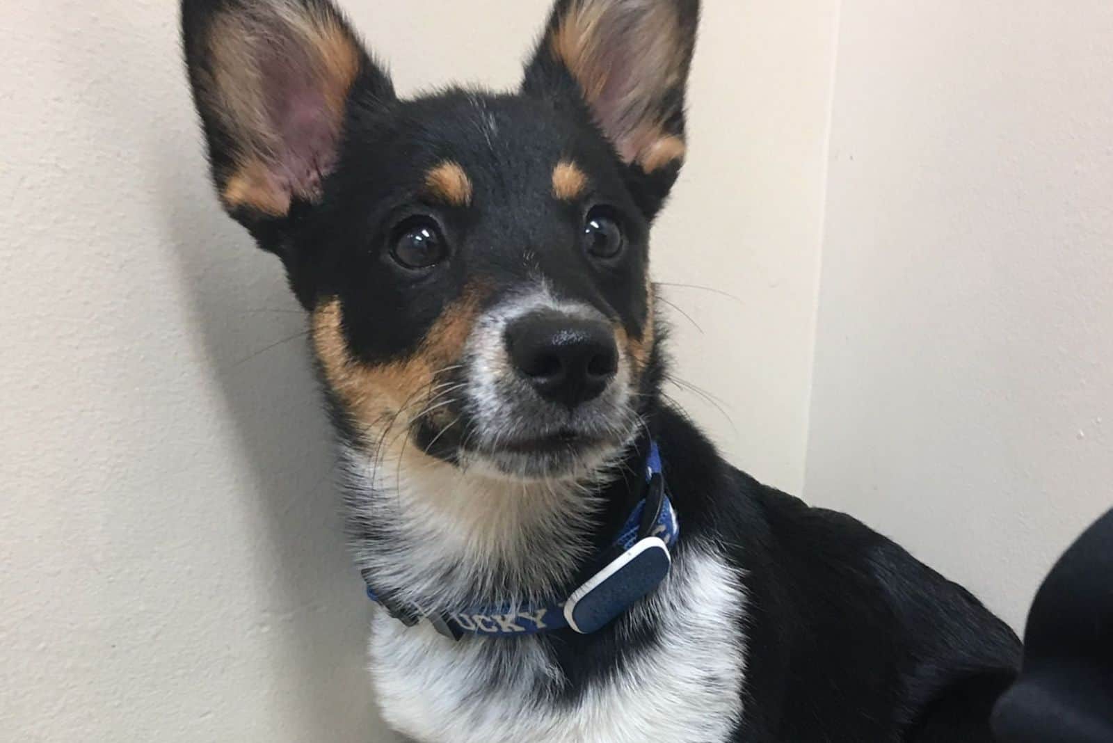 lindo corgi vaquero