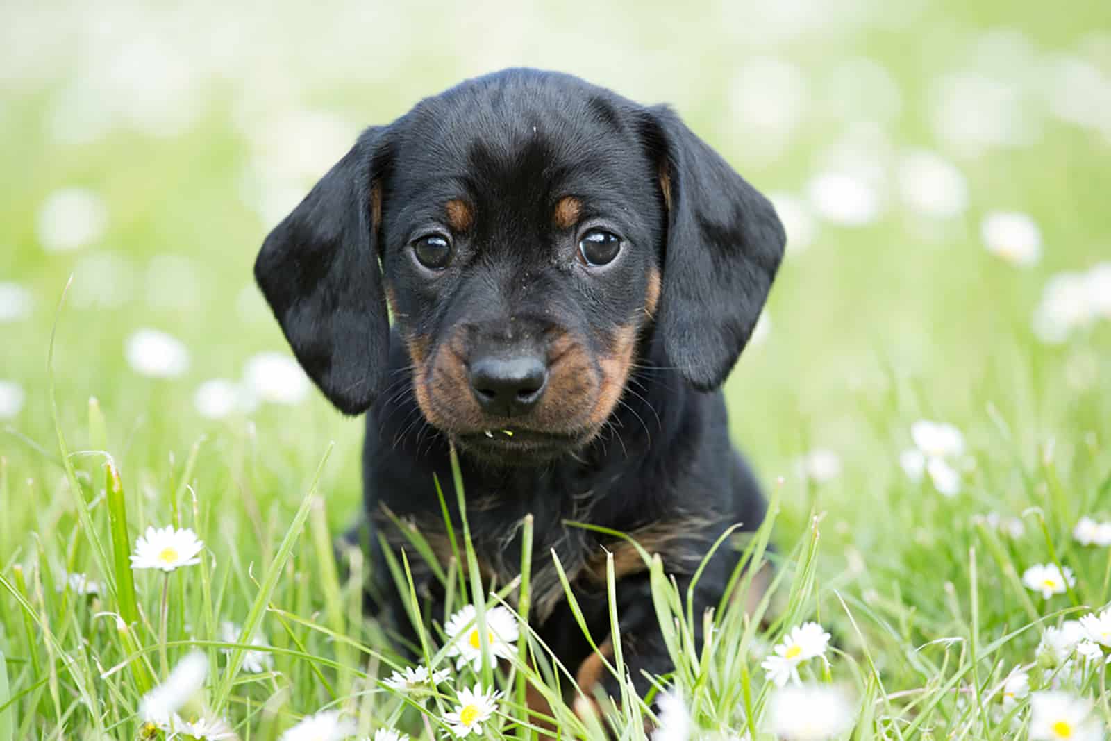 cachorro de dachshund lindo en el jardín