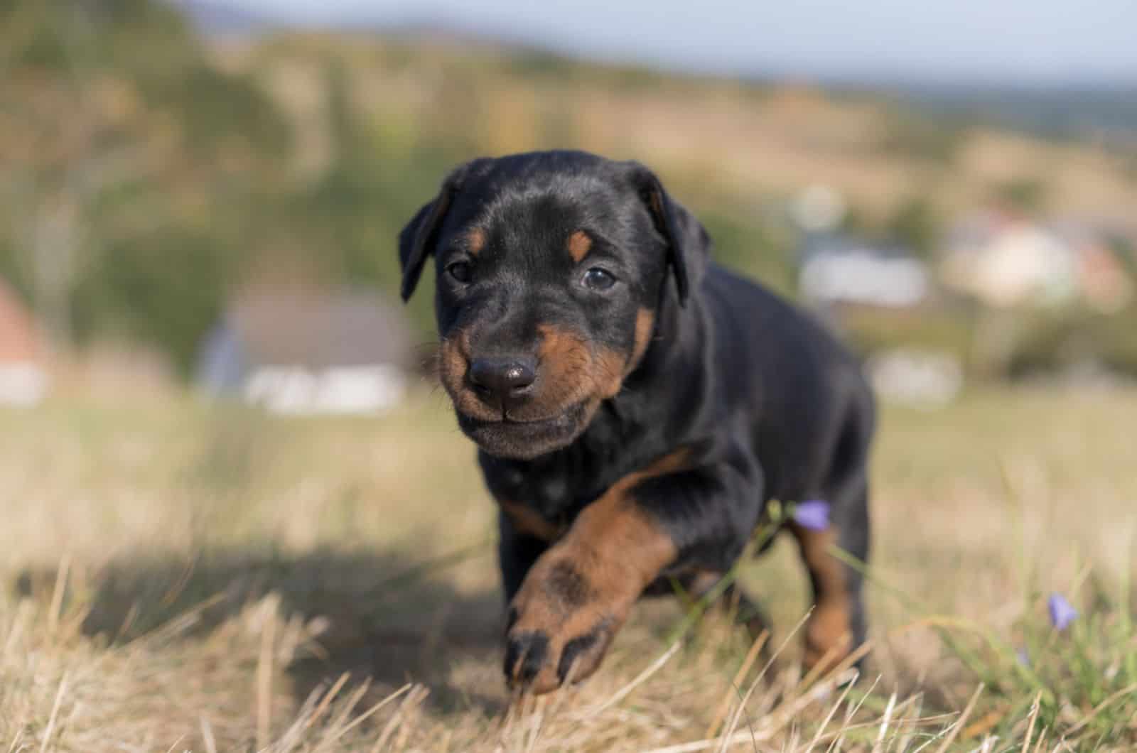 cachorro de doberman caminando en un prado