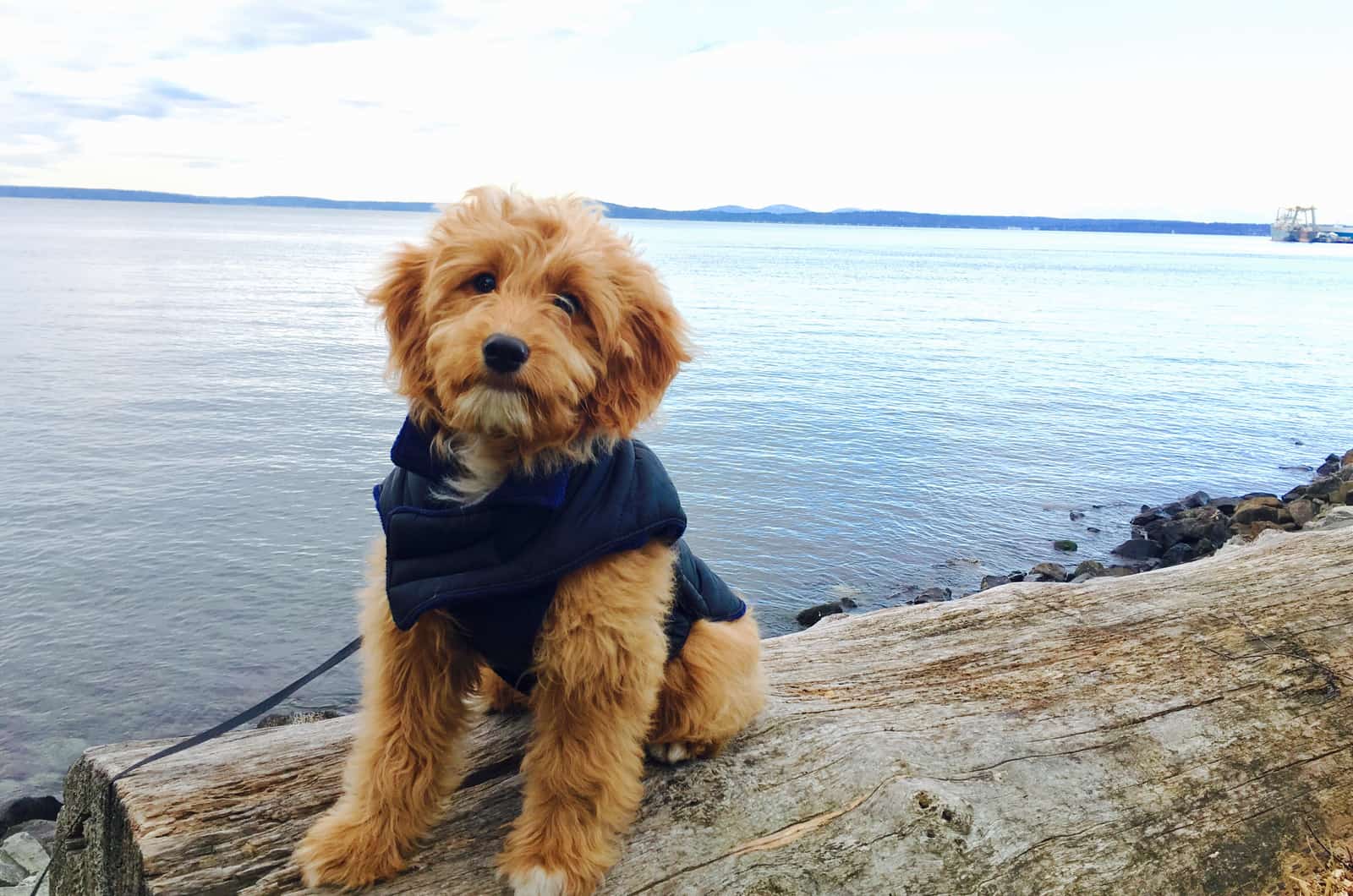 perro lindo sentado junto al agua