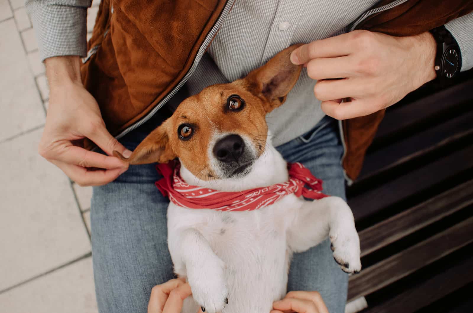 perro bonito sentado en el regazo