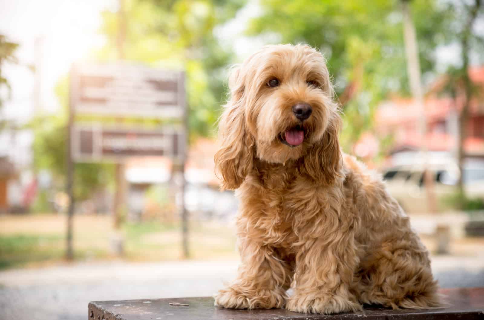 perro lindo sentado afuera en el parque