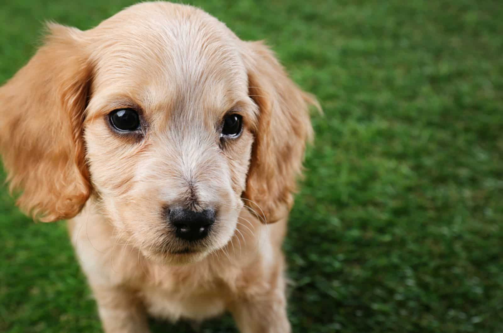 lindo cachorro de cocker spaniel inglés sentado en el césped