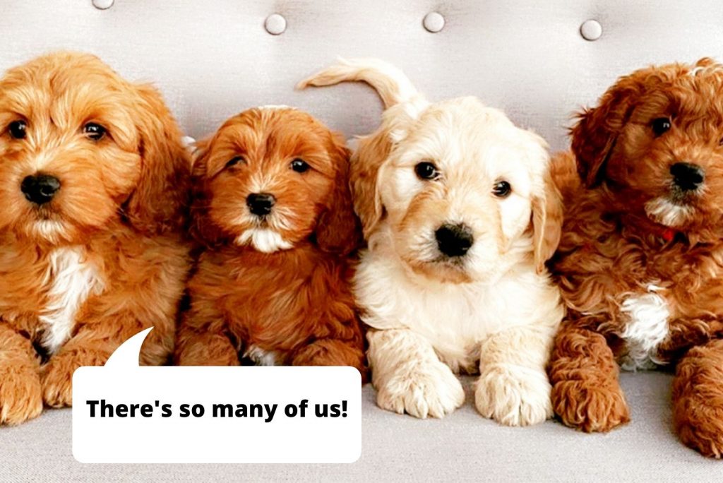 lindos goldendoodles ingleses están sentados y mirando a la cámara