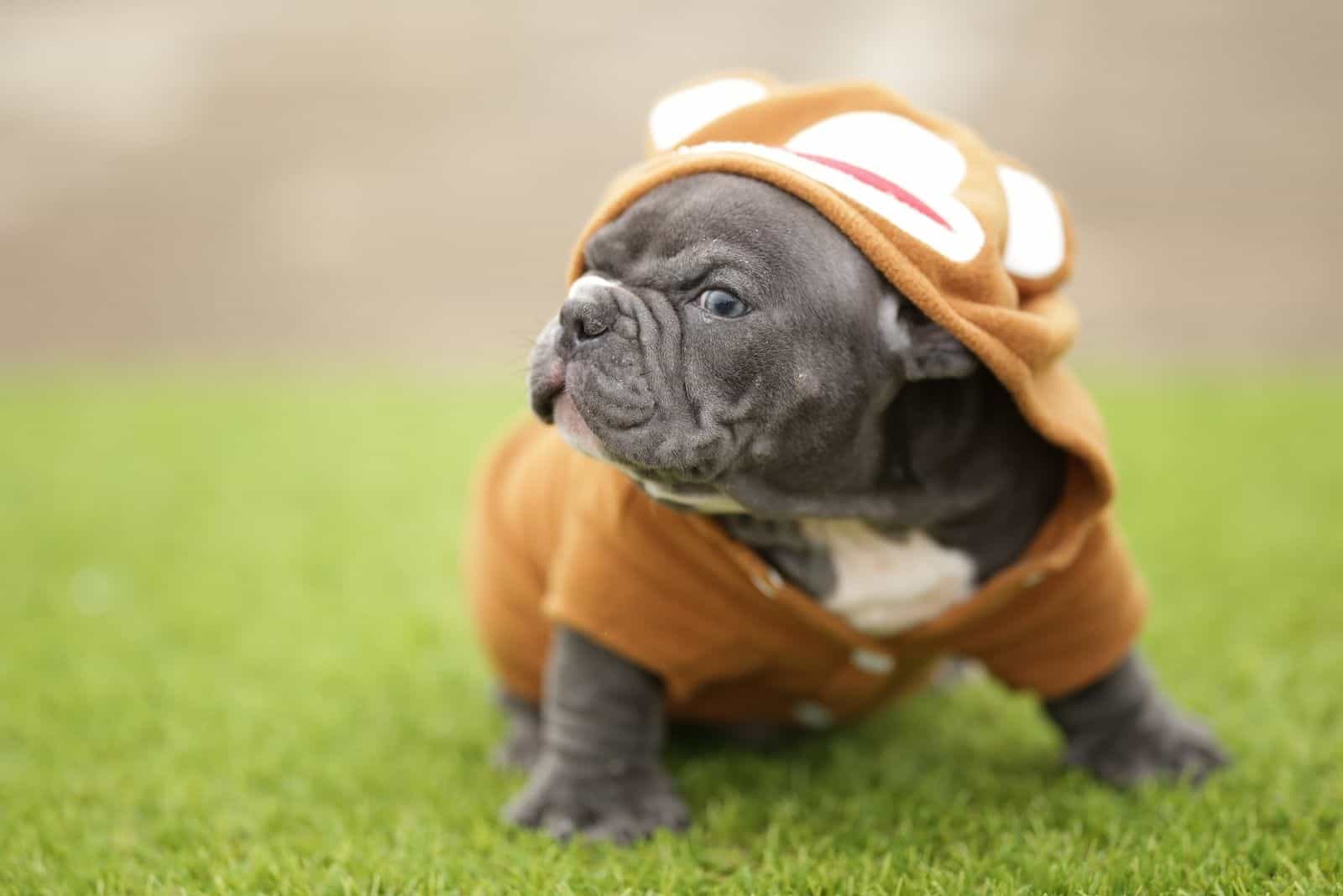 lindo bully exótico con sombrero y camisa de pie al aire libre