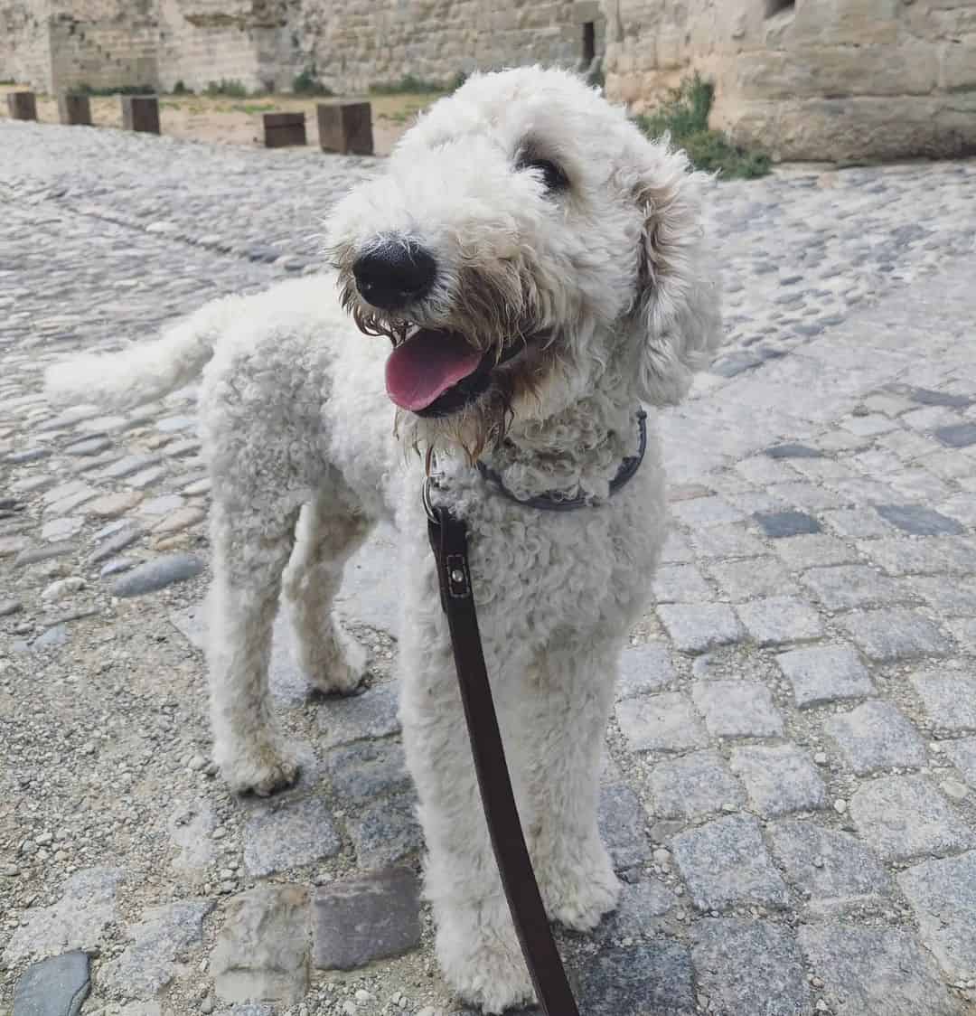 lindo f3 labradoodle