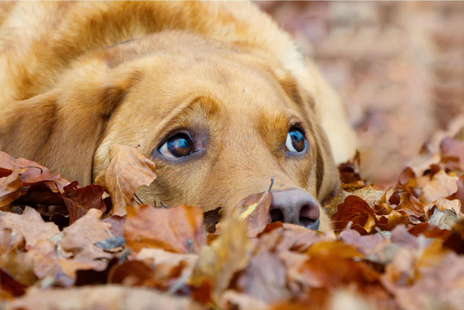 lindo cachorro de labrador rojo zorro entre las hojas