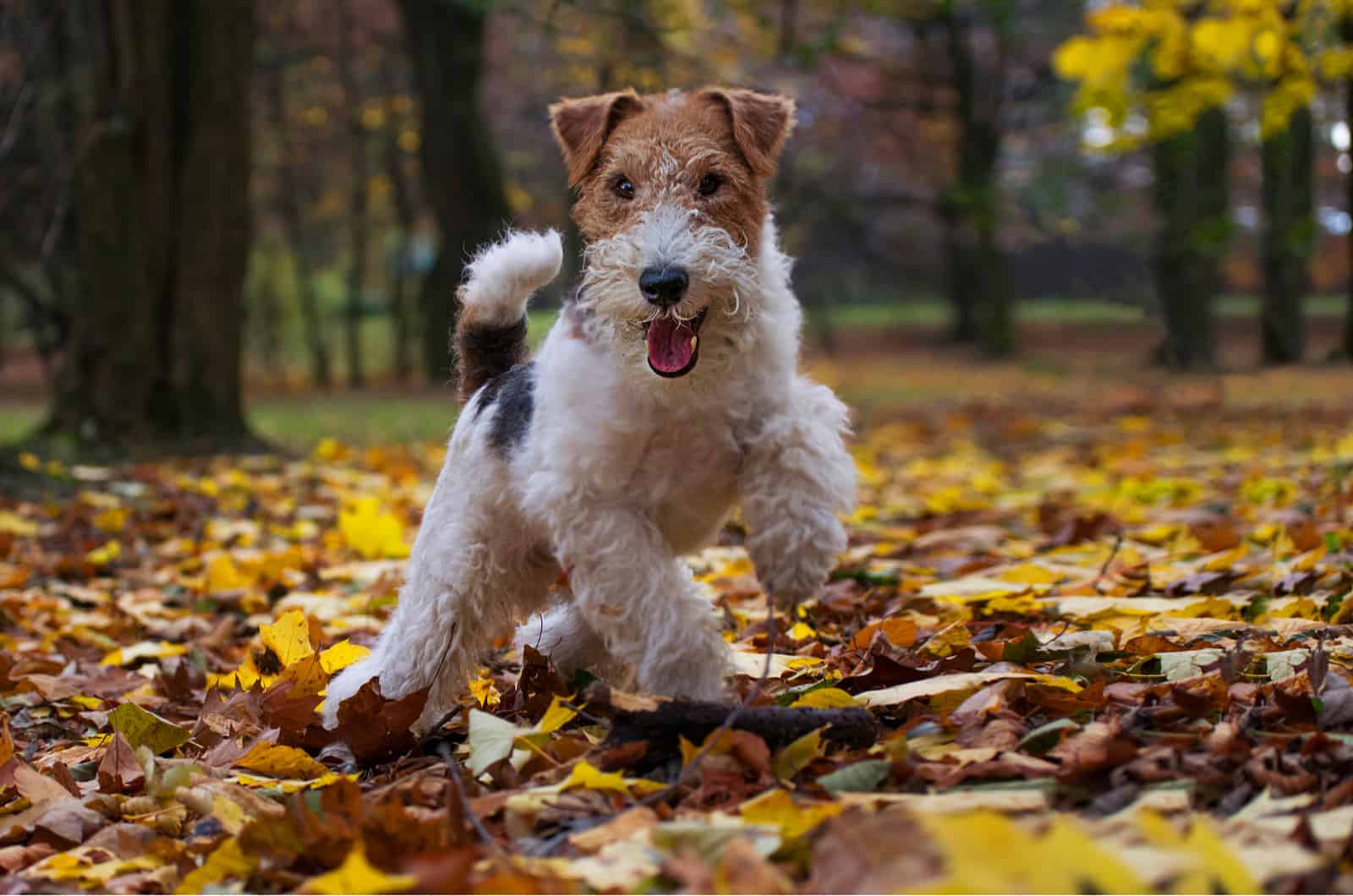 Fox Terrier lindo saltando en hojas