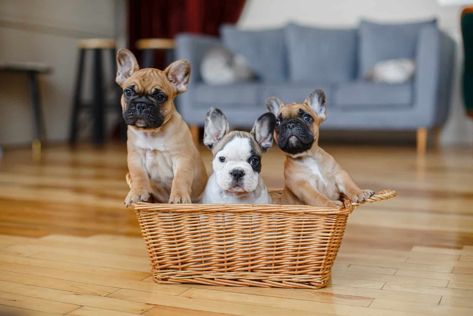 lindos cachorros de bulldog francés en la cesta