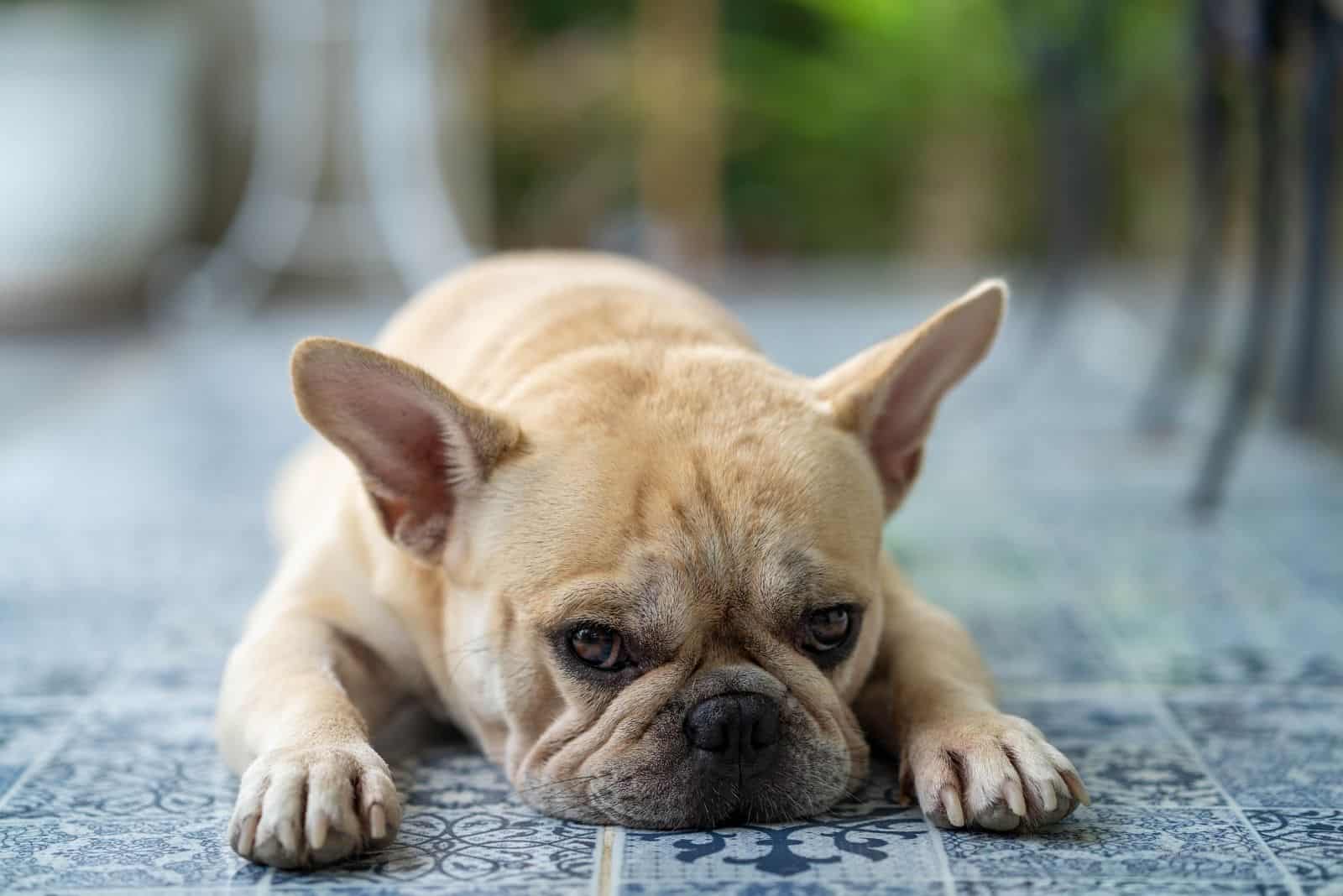 lindo bulldog francés acostado en la alfombra
