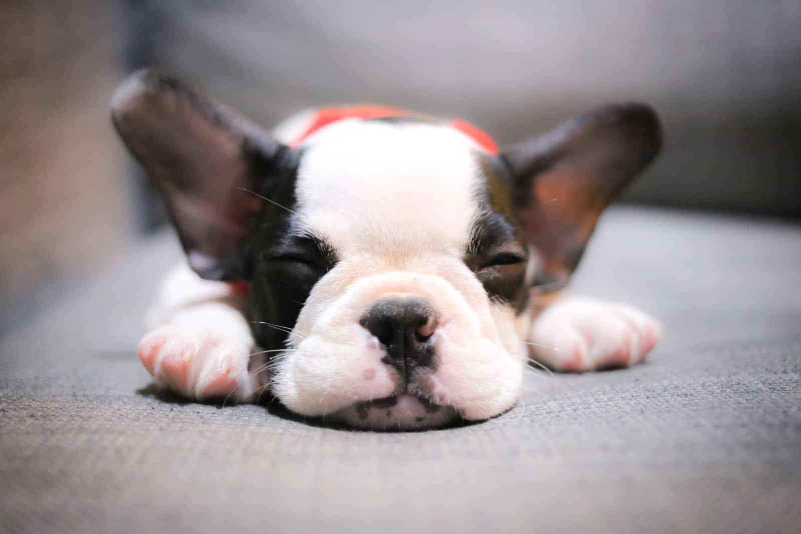 lindo cachorro de bulldog francés durmiendo