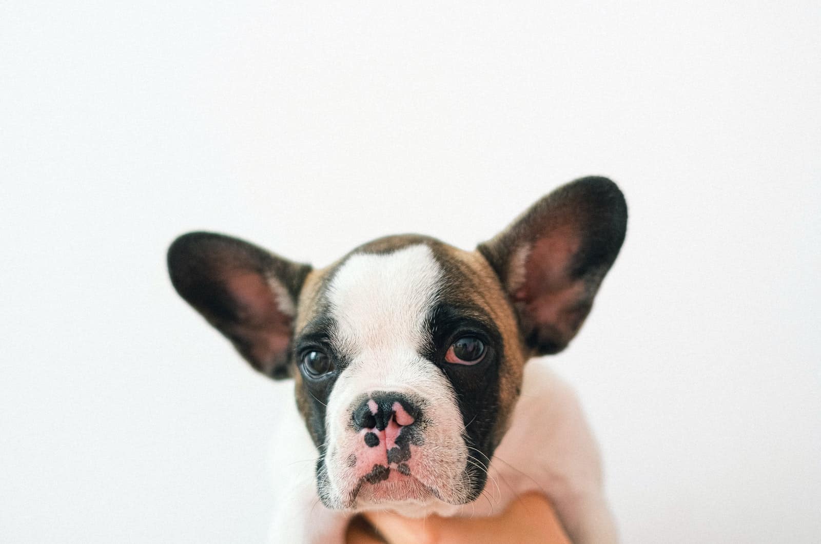 bulldog francés lindo con orejas grandes