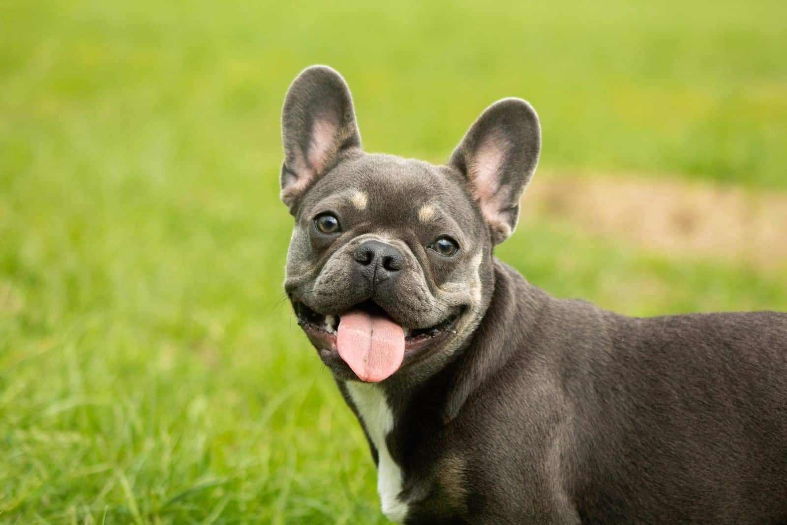 bulldog francés lindo