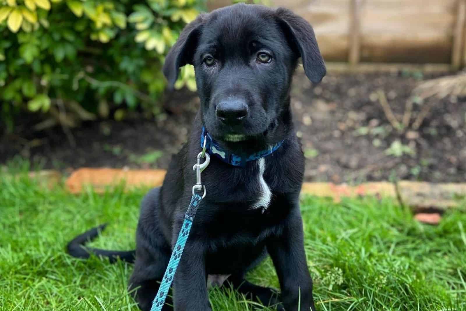 lindo cachorro german corso