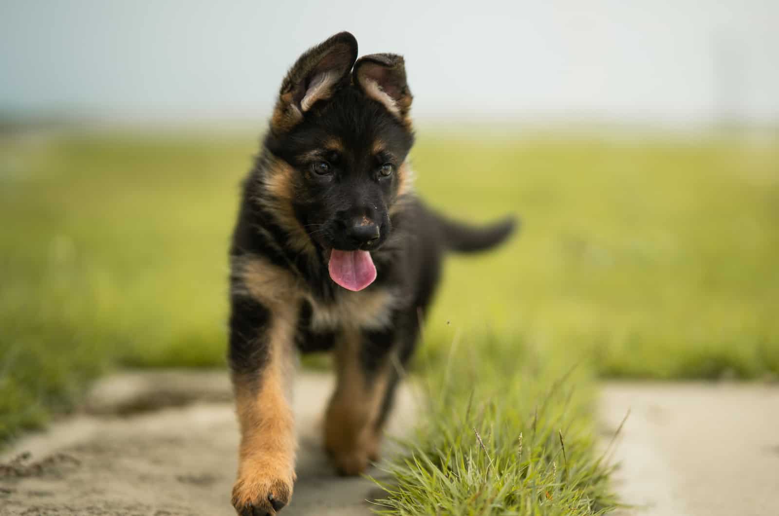 cachorro de pastor alemán lindo