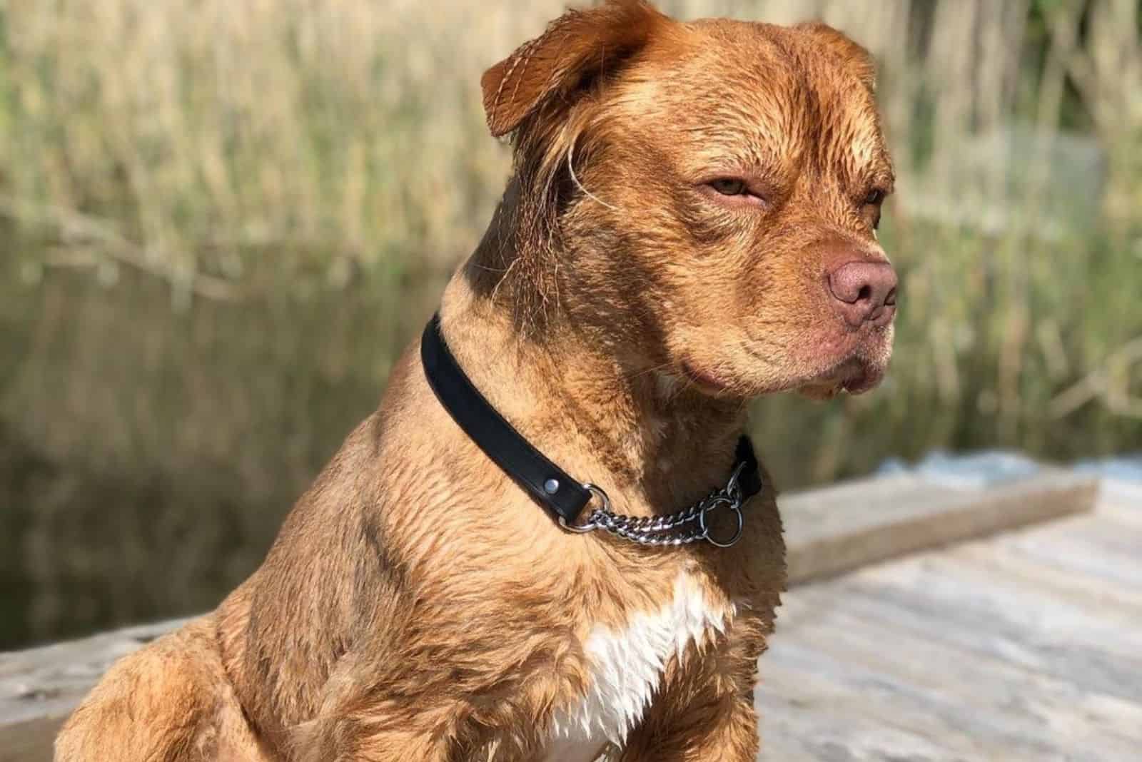 linda mezcla de golden retriever y pitbull