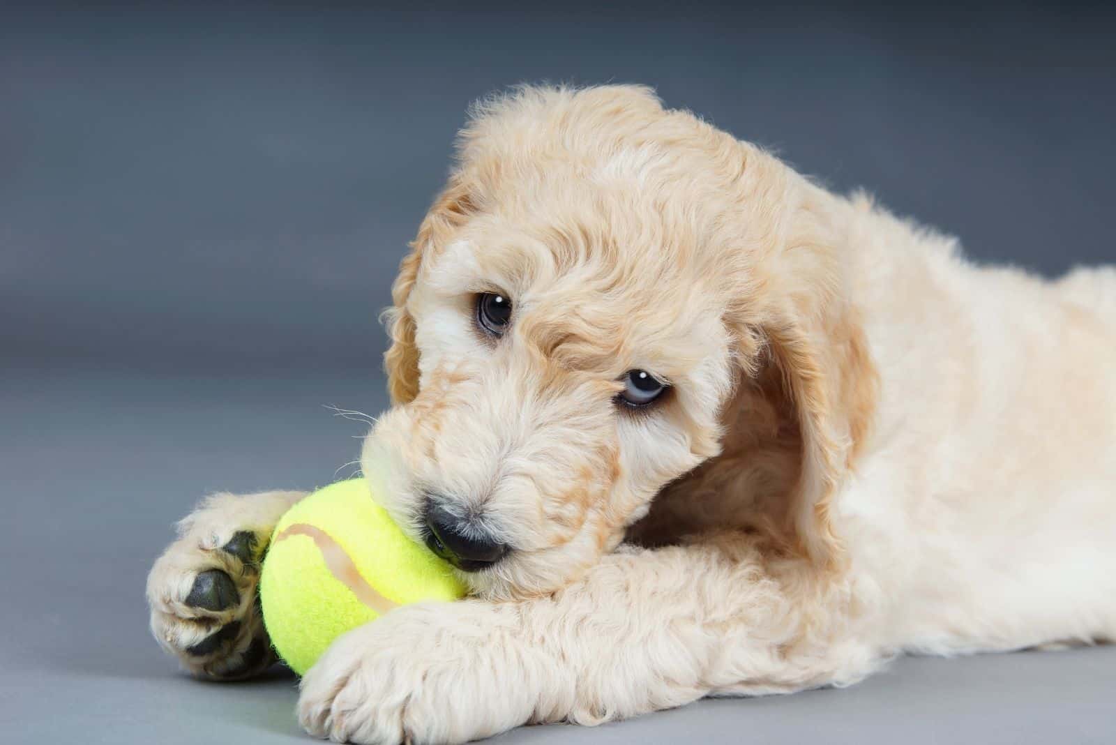 lindo goldendoodle jugando y mordiendo la bola verde