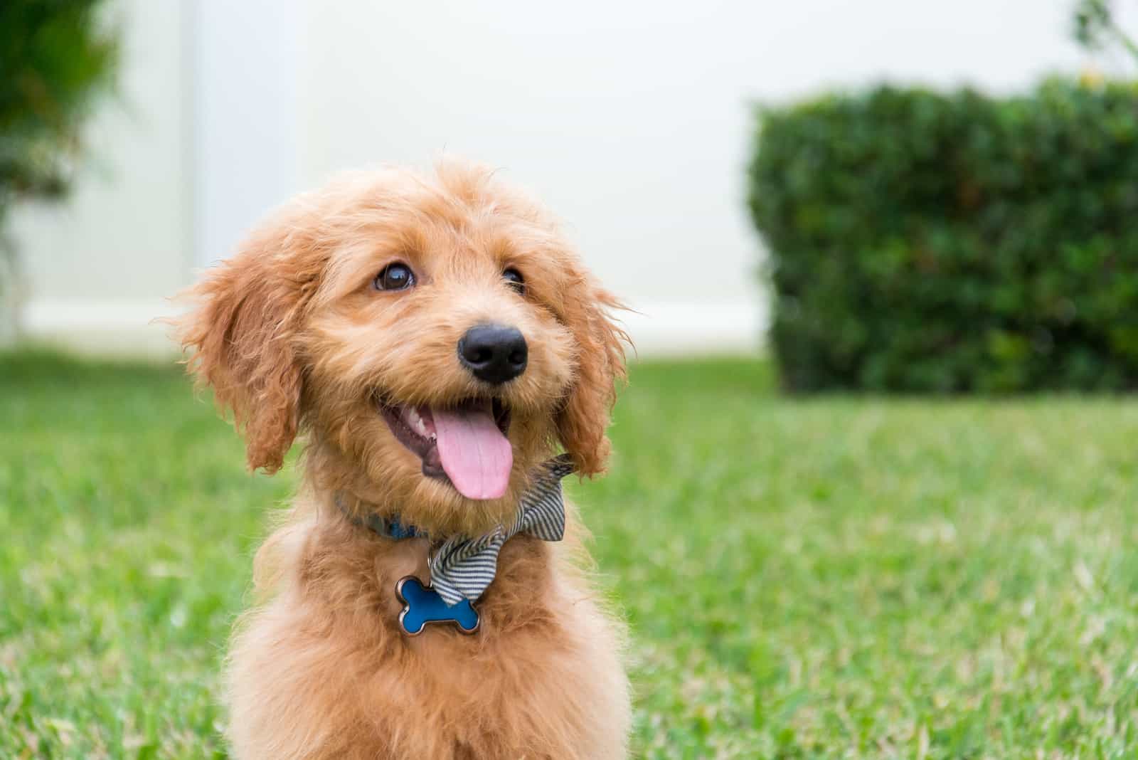 lindo cachorro goldendoodle