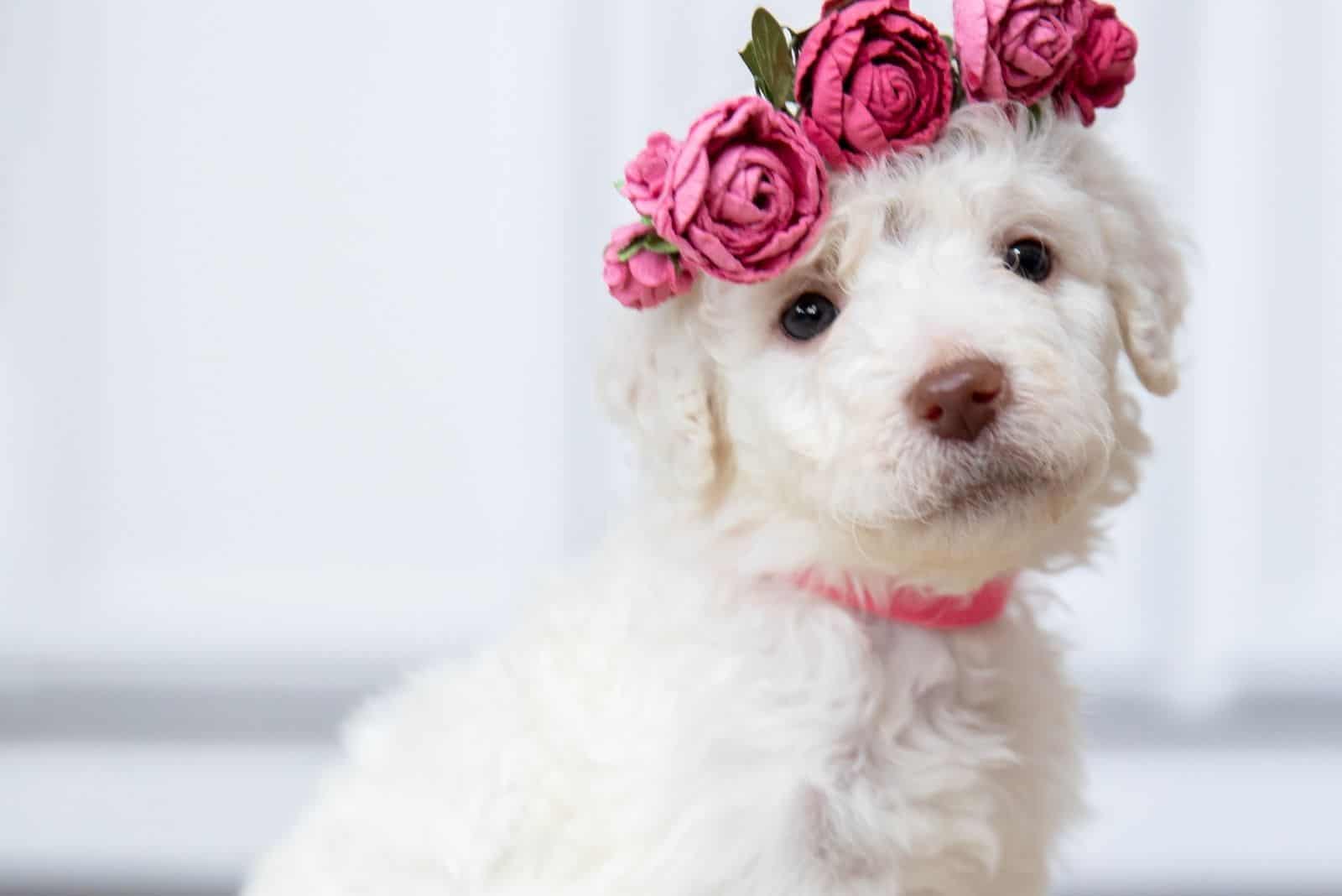 lindo cachorro goldendoodle con corona de rosas en la cabeza