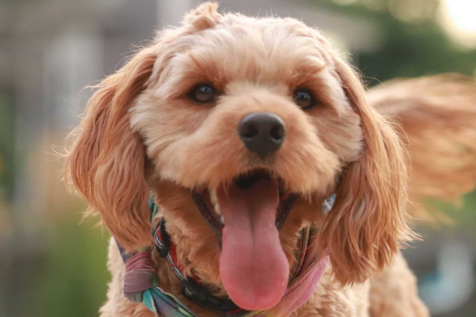 cachorro de goldendoodle adorable