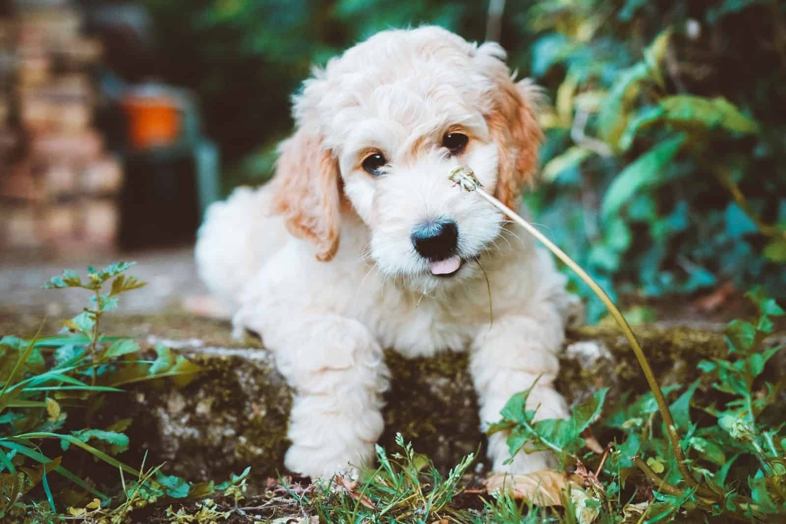 lindo cachorro goldendoodle sentado al aire libre