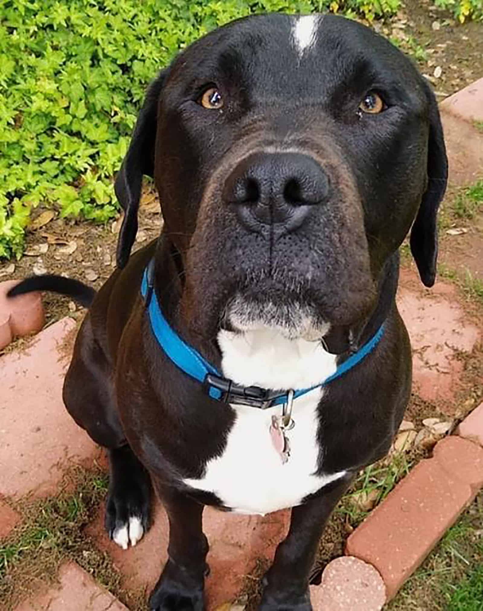 adorable gran danés pitbull mix sentado en el jardín