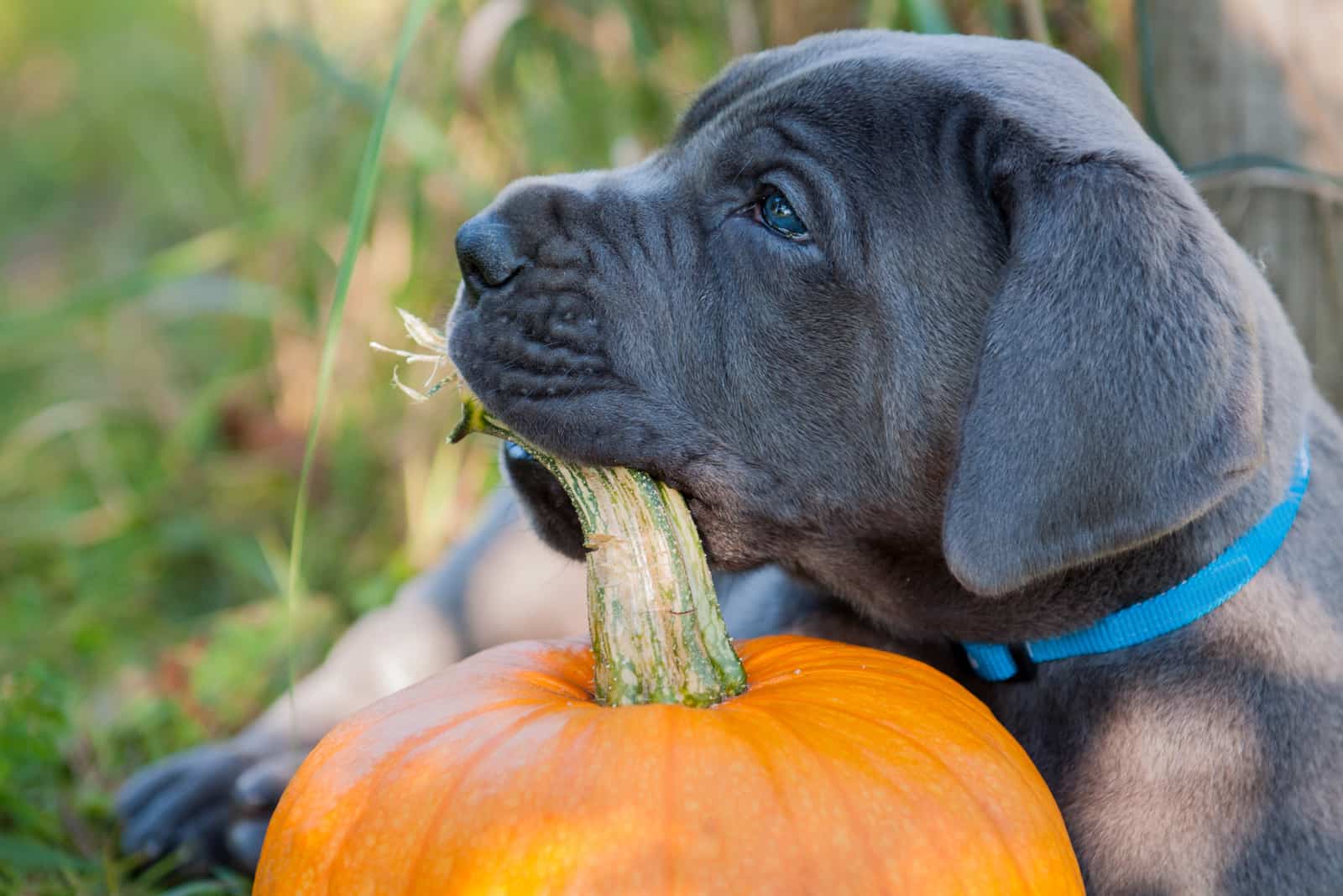 cachorro gran danés masticando una calabaza