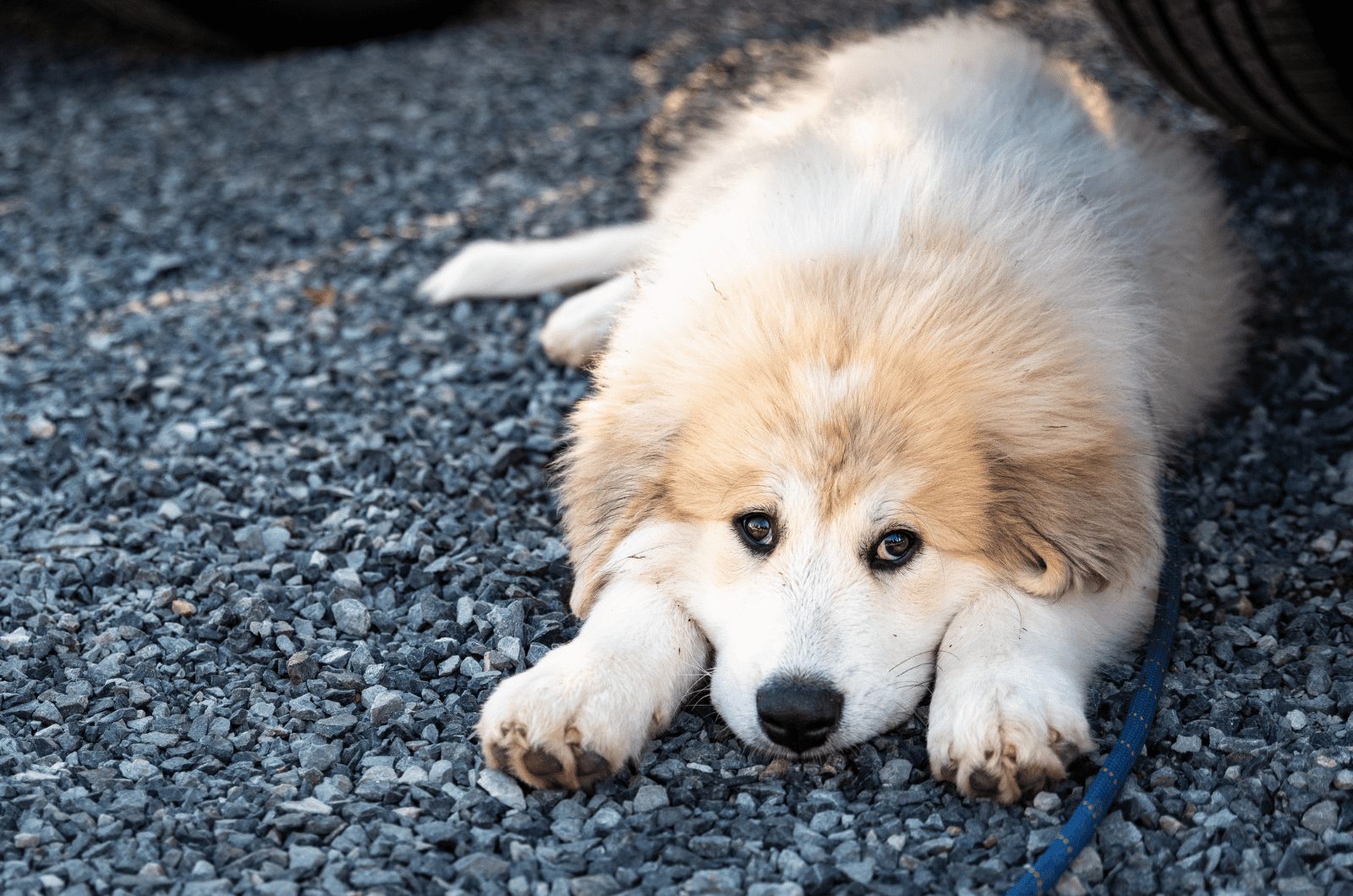 Lindo cachorro de gran pirineo