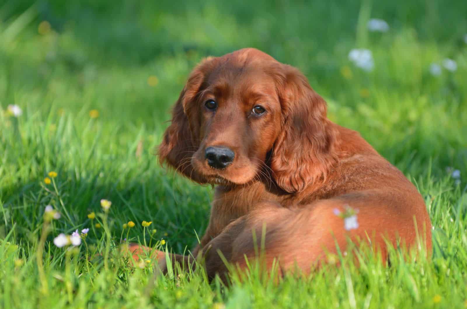 cachorro de irish setter lindo tumbado en el césped