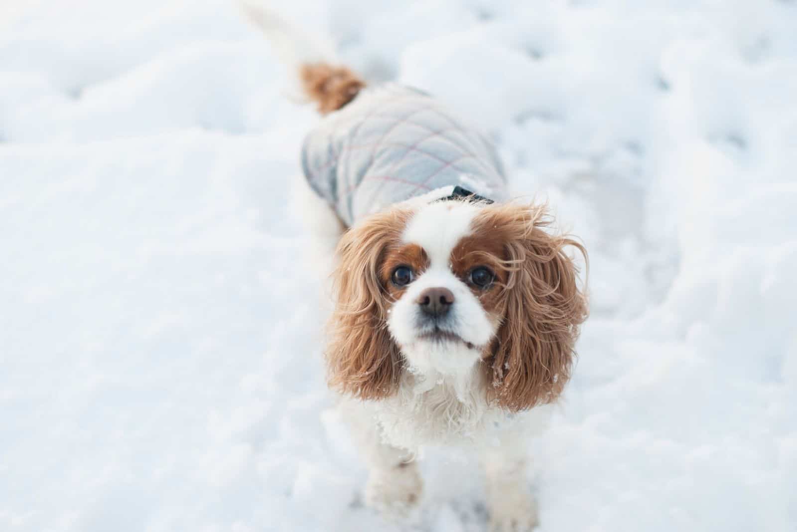 Bonito perro mezcla de king cavalier en la nieve vestido de blanco